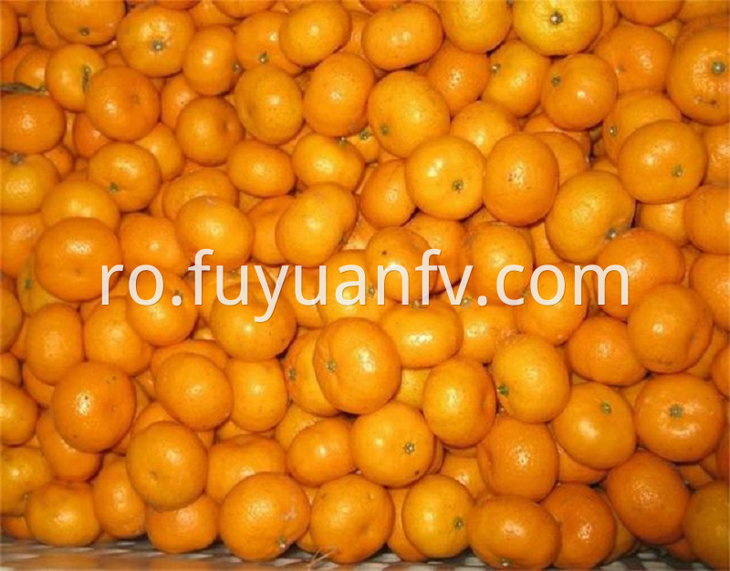 fresh baby mandarin